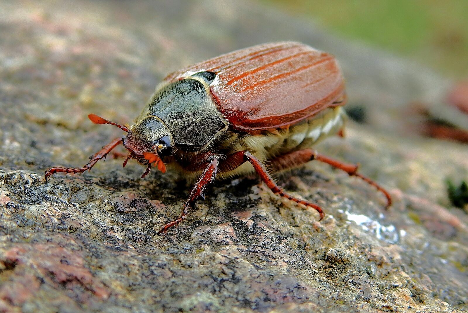 Nikon Coolpix P900 sample photo. Maybug, insect, the beetle photography