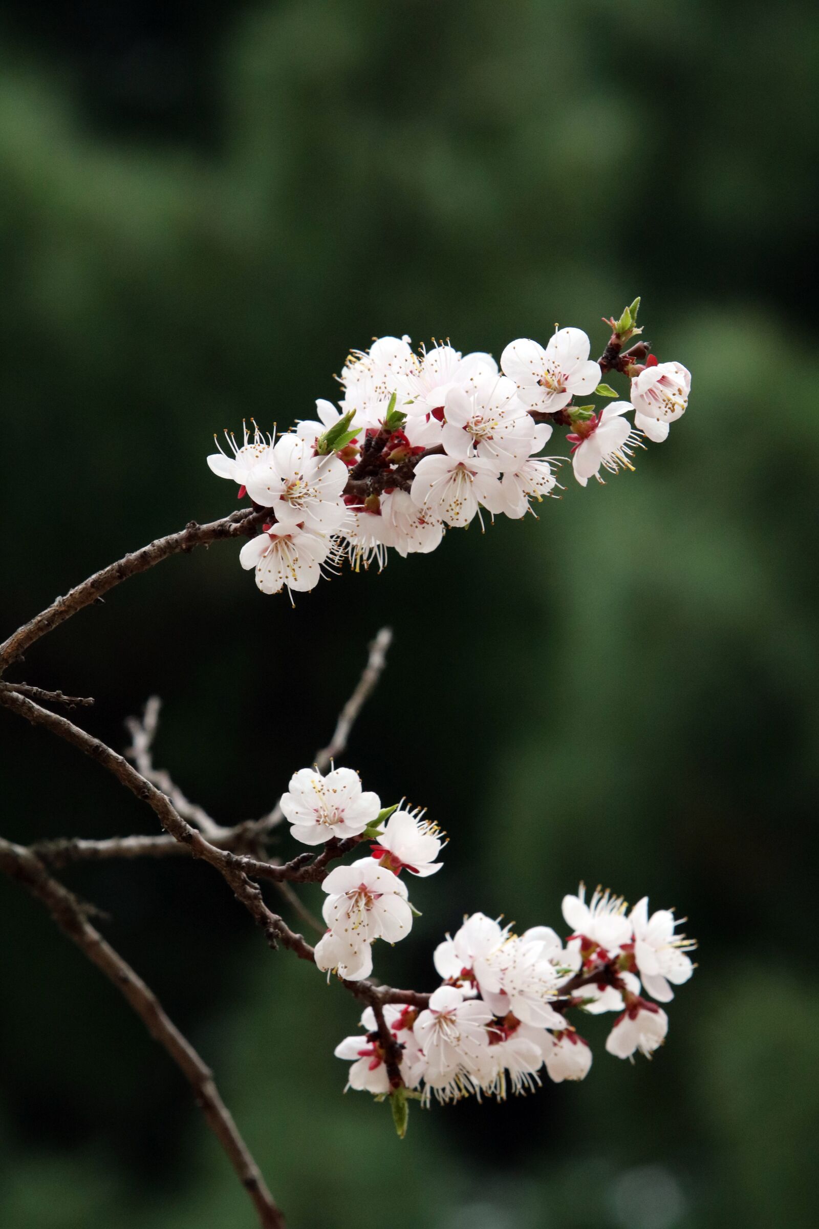 Canon EOS 750D (EOS Rebel T6i / EOS Kiss X8i) + Canon EF 70-200mm F2.8L USM sample photo. Flowers, nature, plants photography