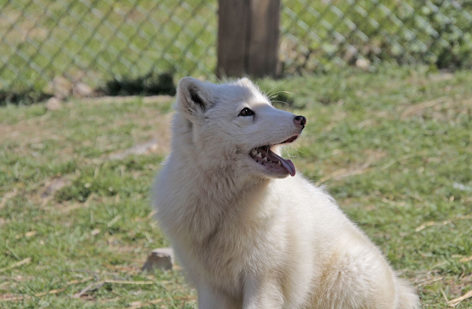 Canon EOS 700D (EOS Rebel T5i / EOS Kiss X7i) sample photo. Arctic fox, animal, animal photography