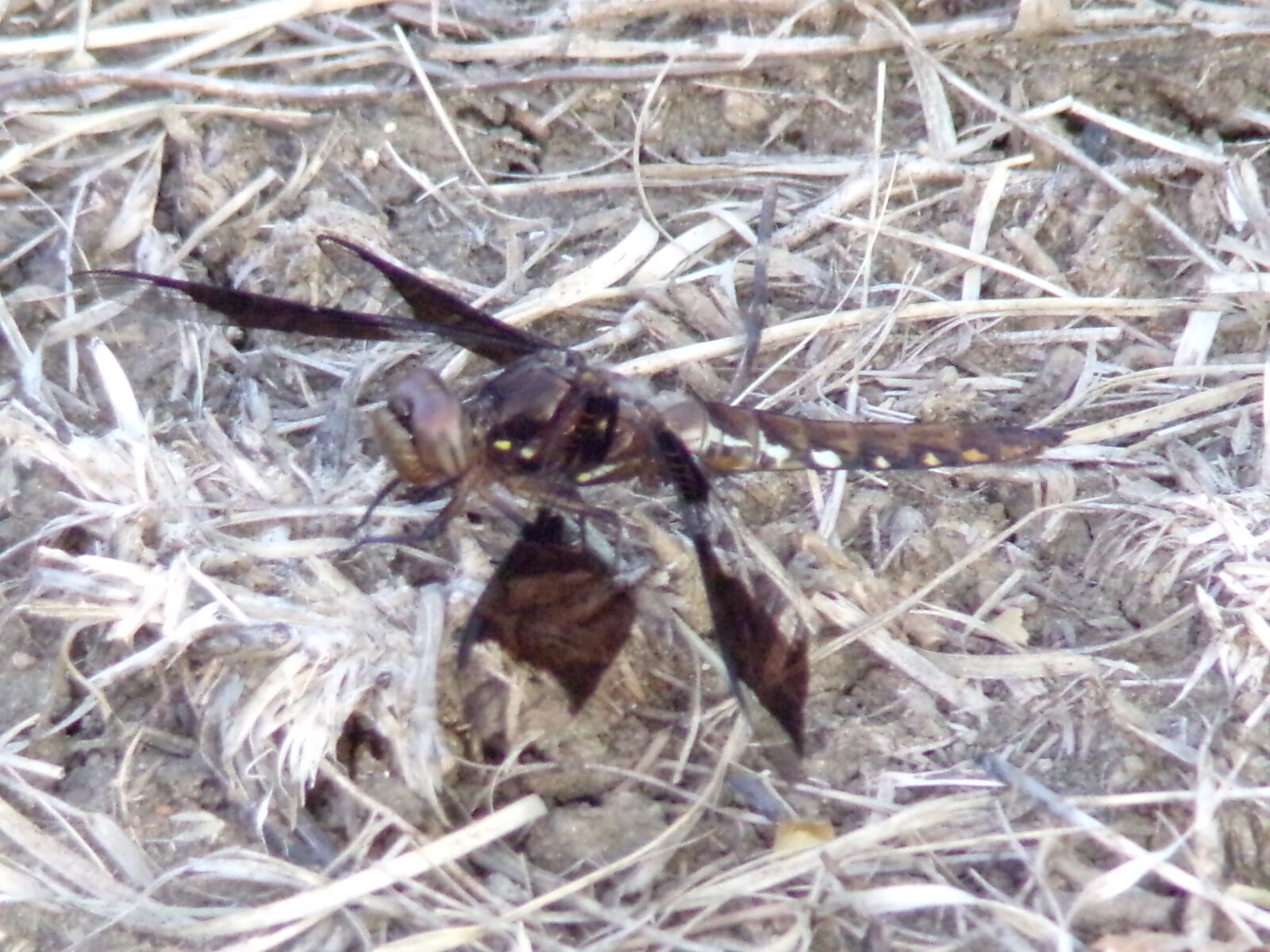 JK KODAK PIXPRO AZ421 sample photo. Dragonfly, nature, insect photography