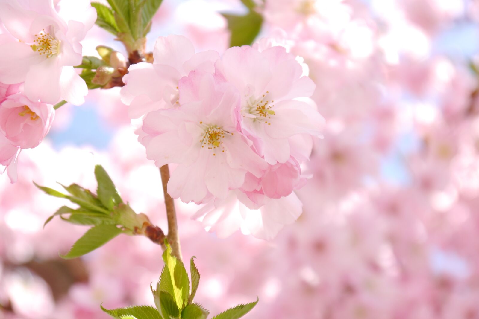 Panasonic Lumix DMC-G5 sample photo. Ornamental cherry, flowers, pink photography
