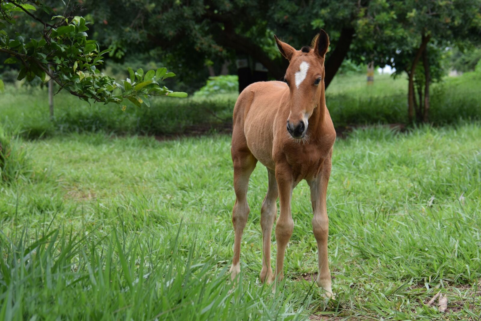 Nikon D5300 sample photo. Animal, puppy, horse photography