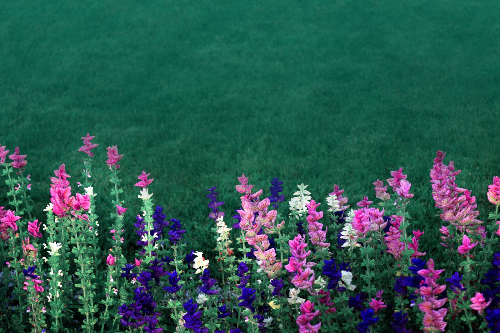 Nikon D3300 sample photo. Pink, purple, green photography