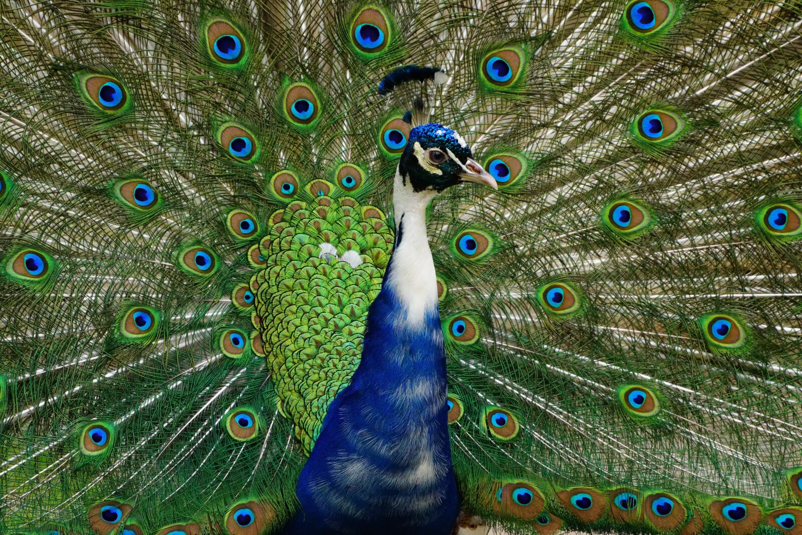 Sony a7R II sample photo. Peacock, wheel, bird photography