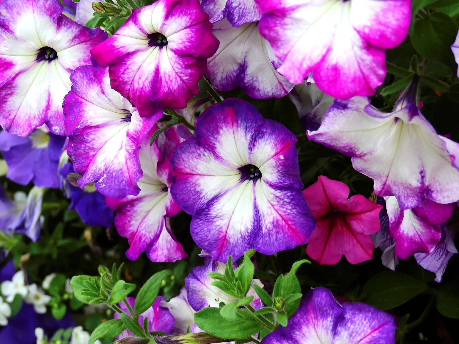 Nikon Coolpix P900 sample photo. Flowers, blossom, bloom photography