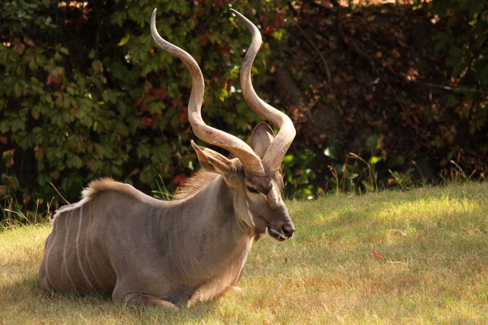 Canon EOS 650D (EOS Rebel T4i / EOS Kiss X6i) sample photo. Africa, horn, kudu photography