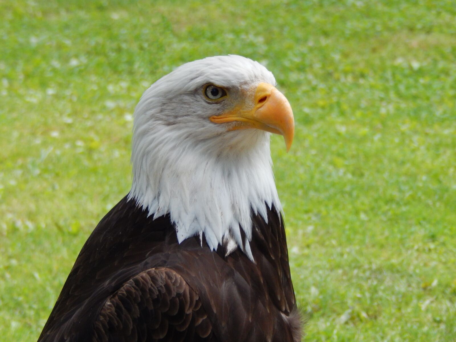 Nikon Coolpix L830 sample photo. Eagle, nature, bird photography