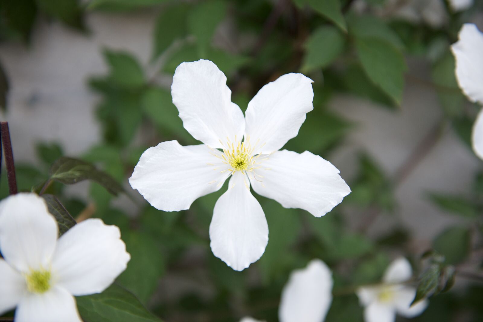 Nikon D600 sample photo. White flower, flowers, summer photography
