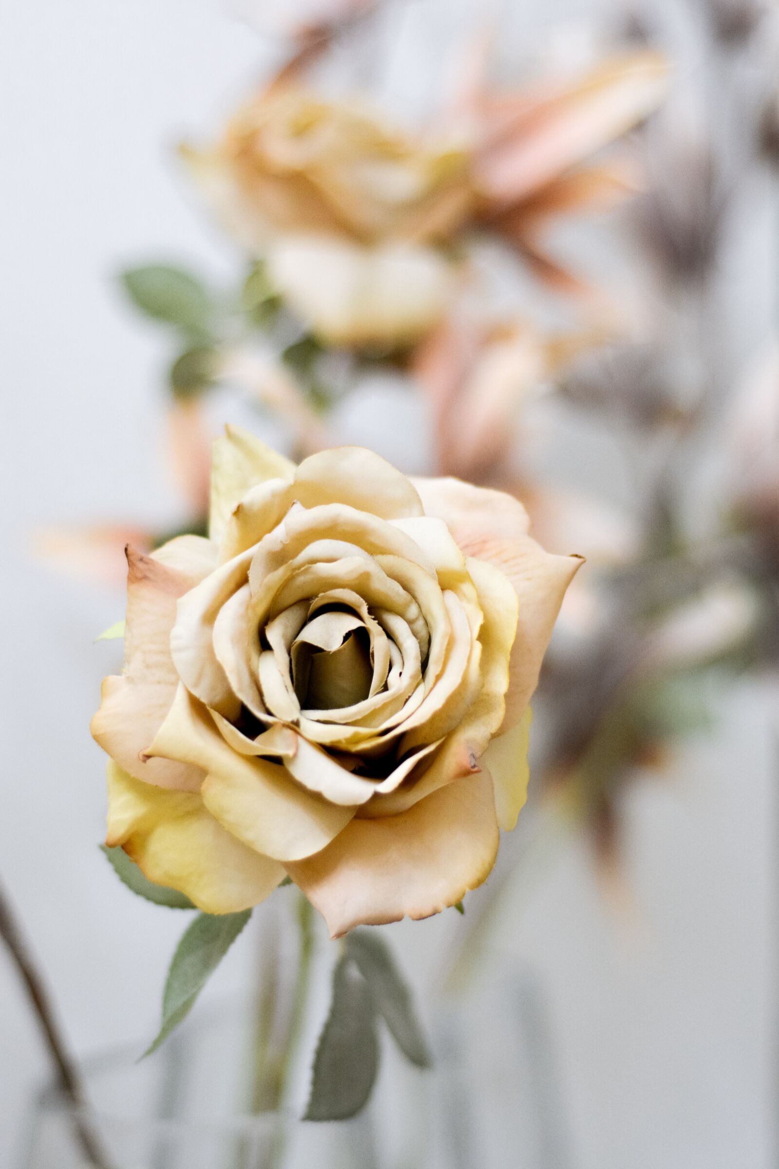 Nikon D7100 sample photo. Flower, rose, petals photography