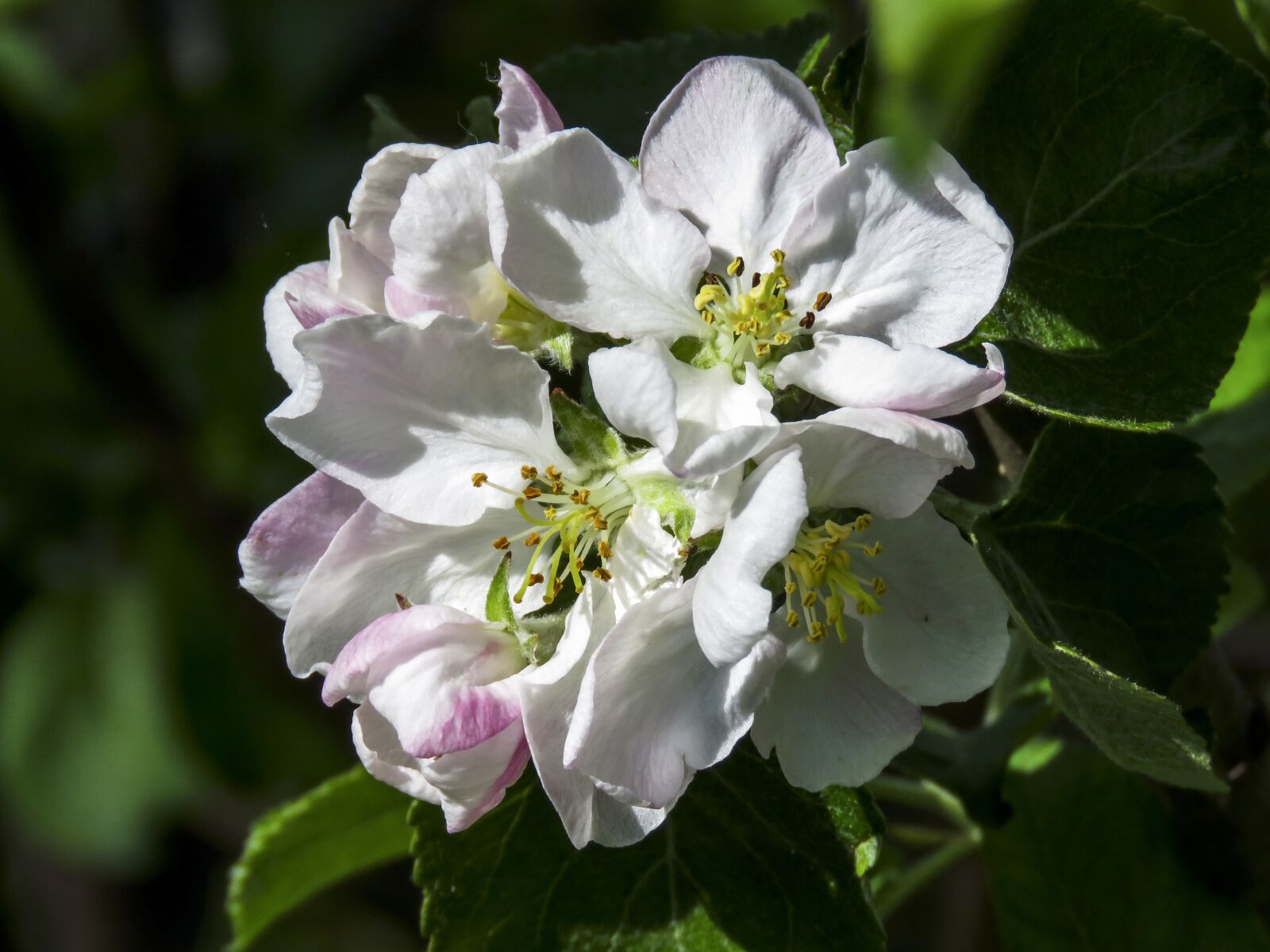 Canon PowerShot SX60 HS sample photo. Apple tree, flower, spring photography