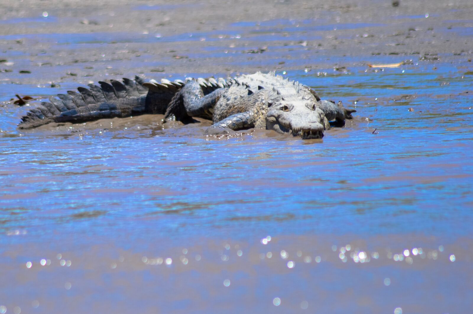Nikon D3200 sample photo. Crocodile, teeth, animal photography