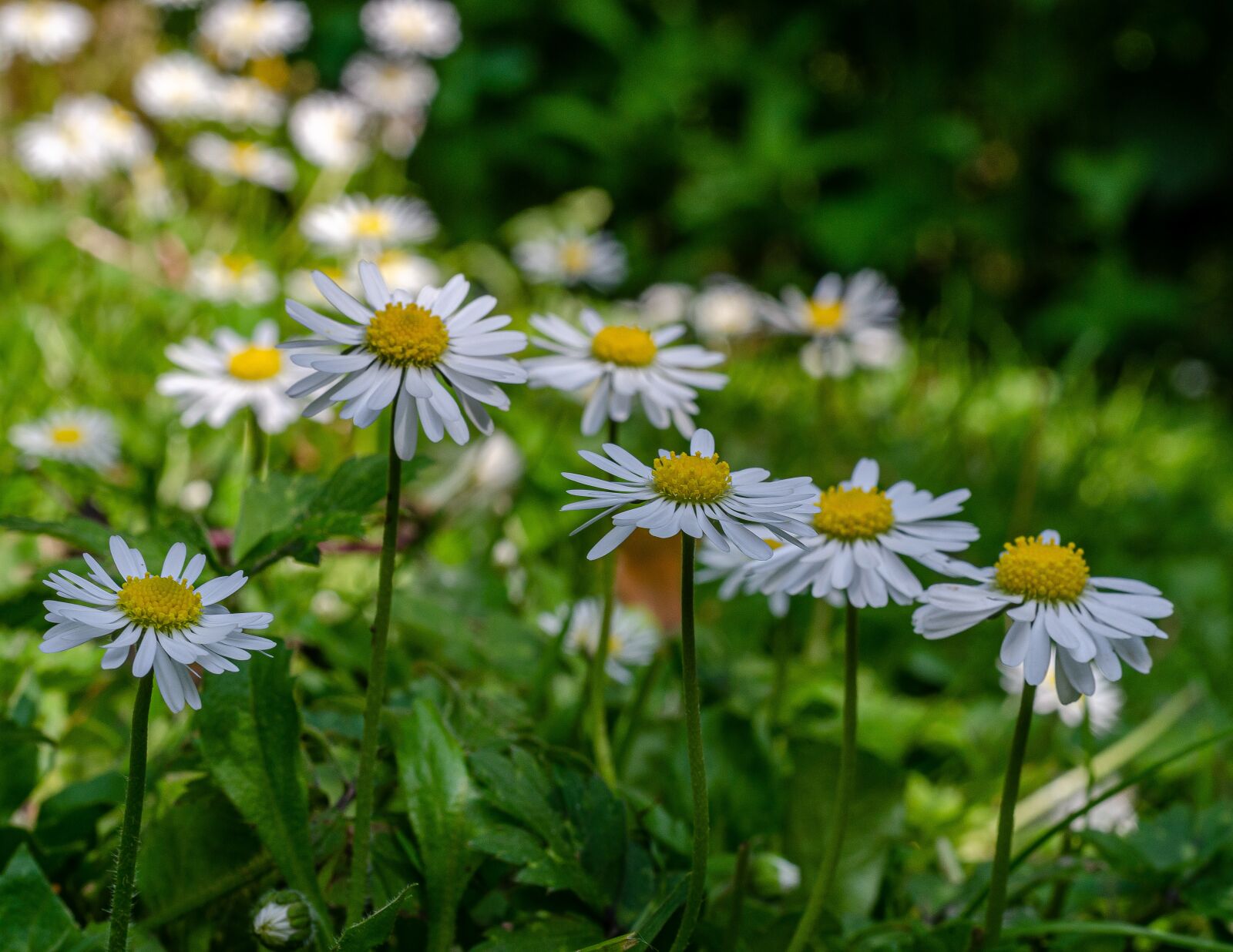 Nikon D7000 sample photo. Daisy, flower, garden photography