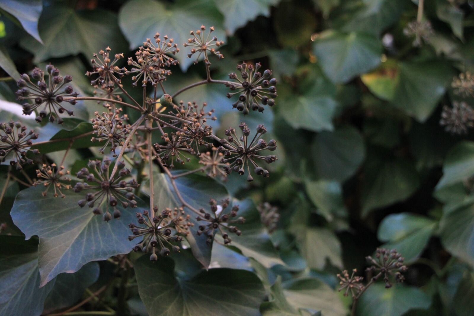 Canon EOS 500D (EOS Rebel T1i / EOS Kiss X3) sample photo. Climb, cold, green photography