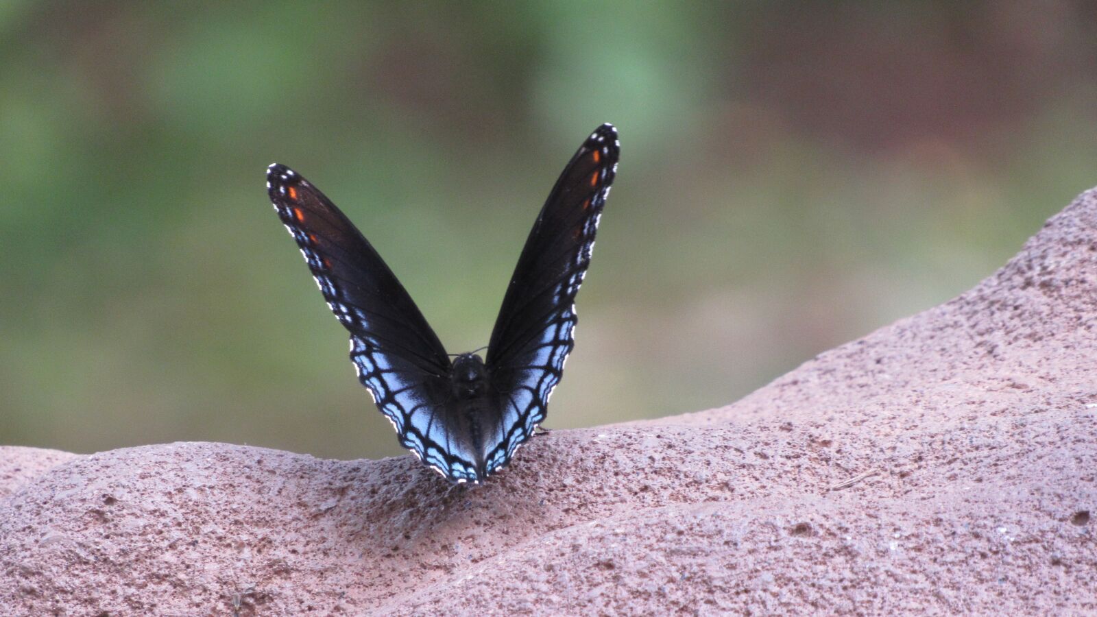 Canon PowerShot SX530 HS sample photo. Blue, butterfly, insect photography