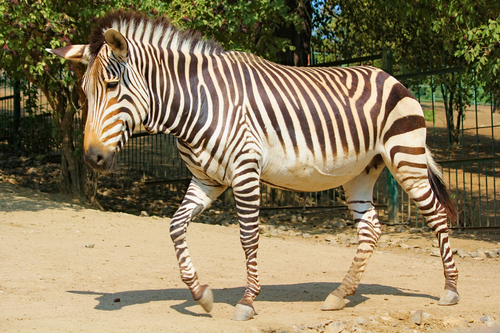 Canon EOS 550D (EOS Rebel T2i / EOS Kiss X4) sample photo. Zebra, lichokopytník, animal photography