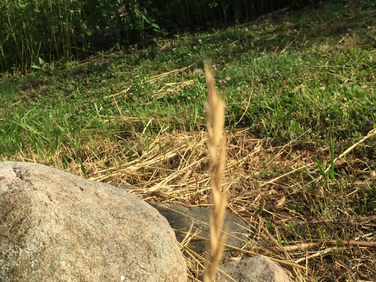 iPhone 6 back camera 4.15mm f/2.2 sample photo