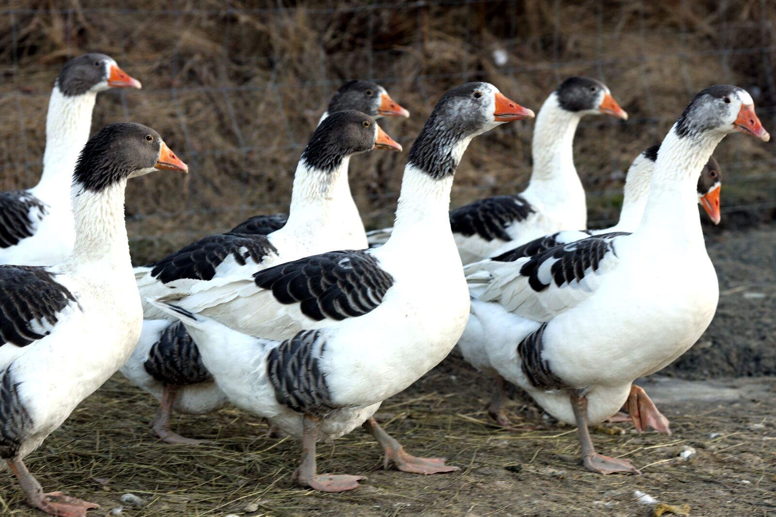 Canon EOS R + Canon EF 135mm F2L USM sample photo. Geese, birds, animals photography