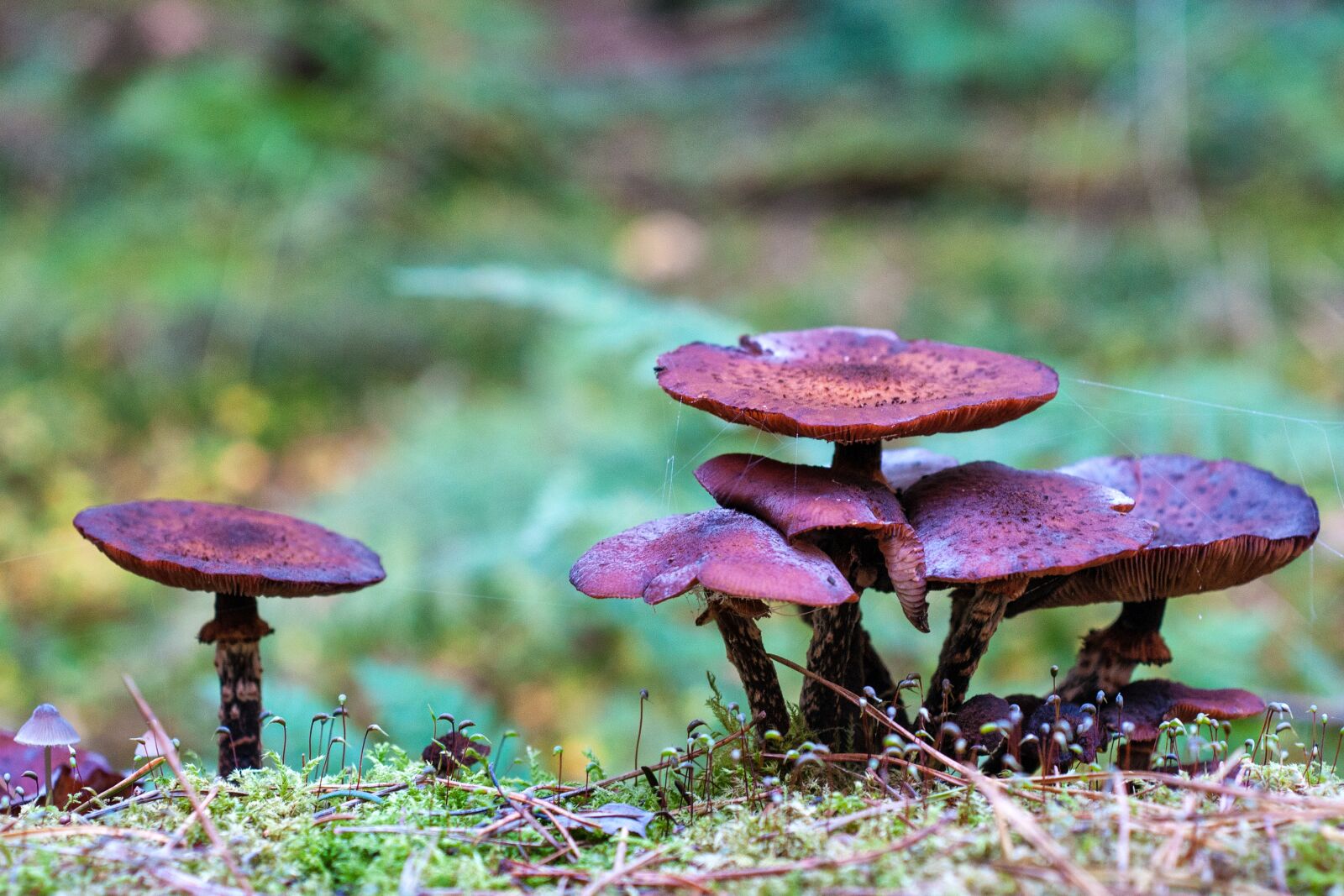 Nikon D300S sample photo. Forest, autumn, mushrooms photography