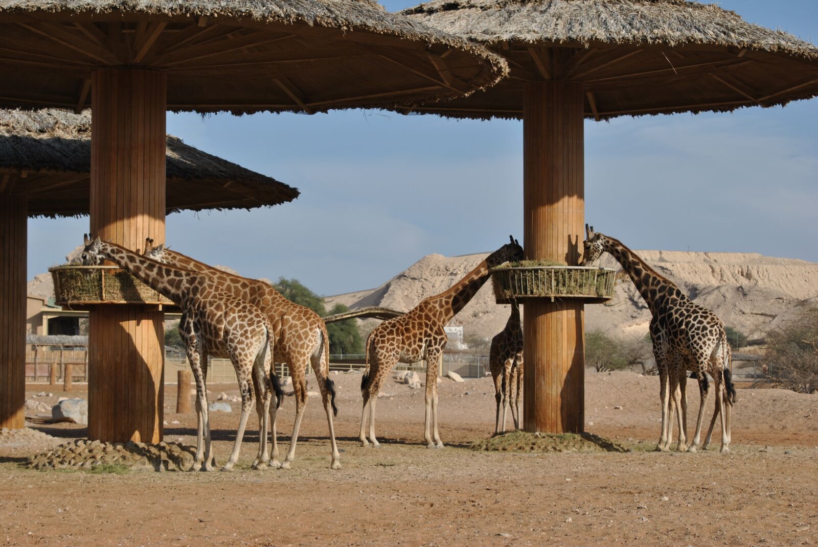 Nikon D3000 sample photo. Giraffe, safari, africa photography