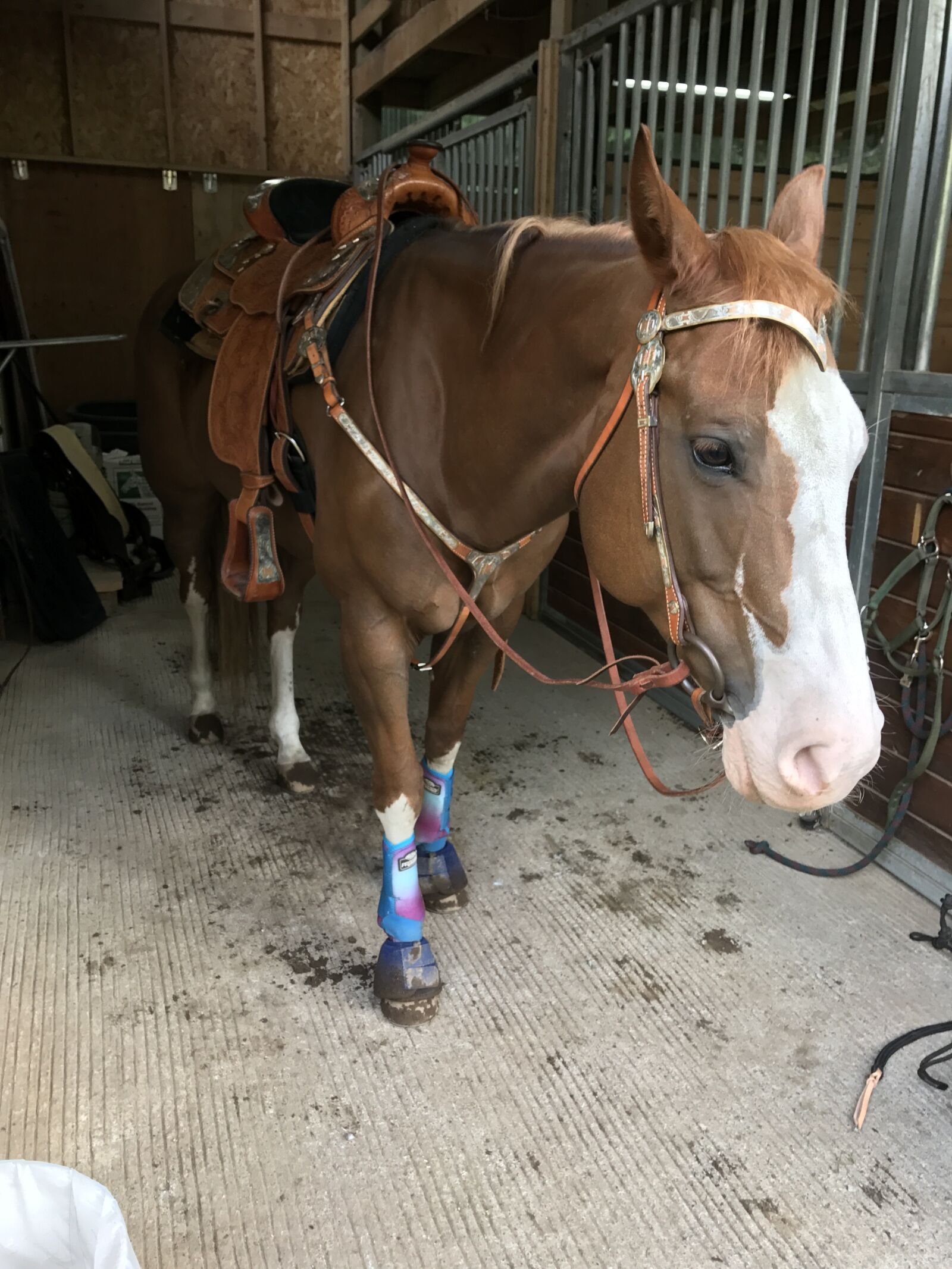 Apple iPhone 7 sample photo. Horse, western, bridle photography