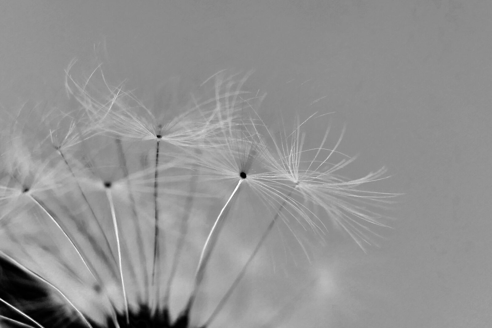 Panasonic Lumix DMC-LX10 (Lumix DMC-LX15) sample photo. Dandelion, dandelion flower, umbrella photography