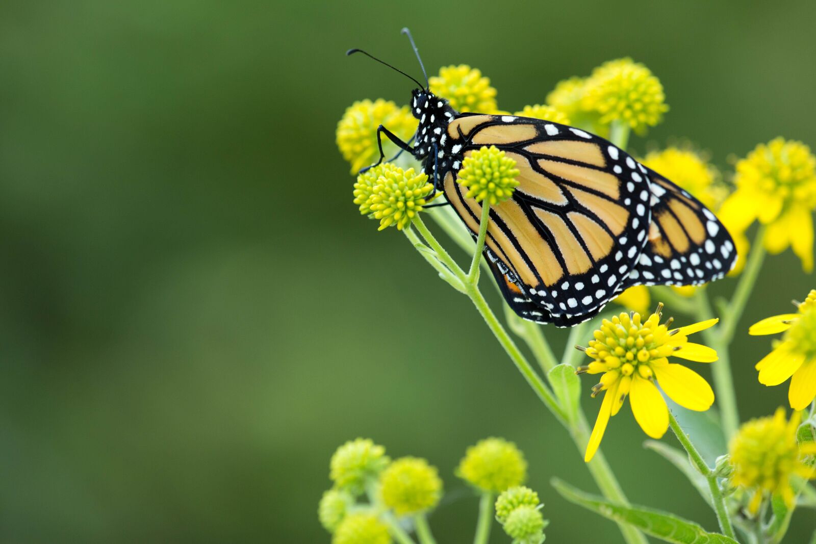 Canon EOS 5D Mark III sample photo. Yellowish, monarch butterfly, flower photography