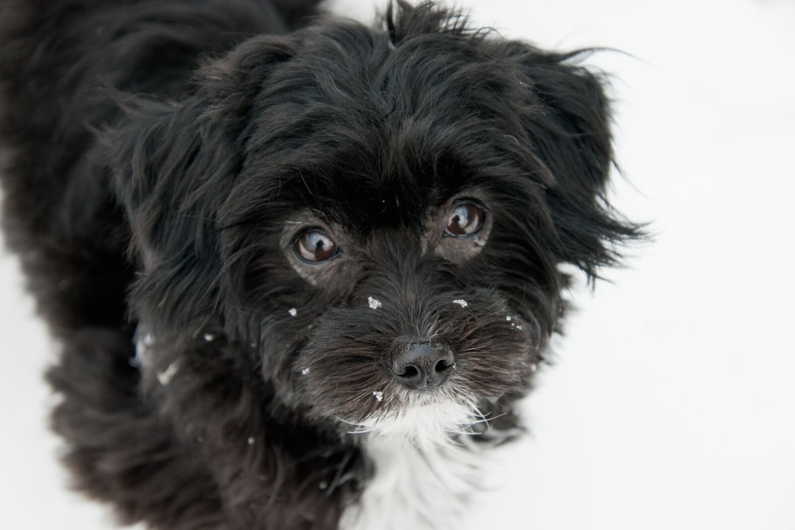 Nikon D3300 sample photo. Dog, mammal, cute photography