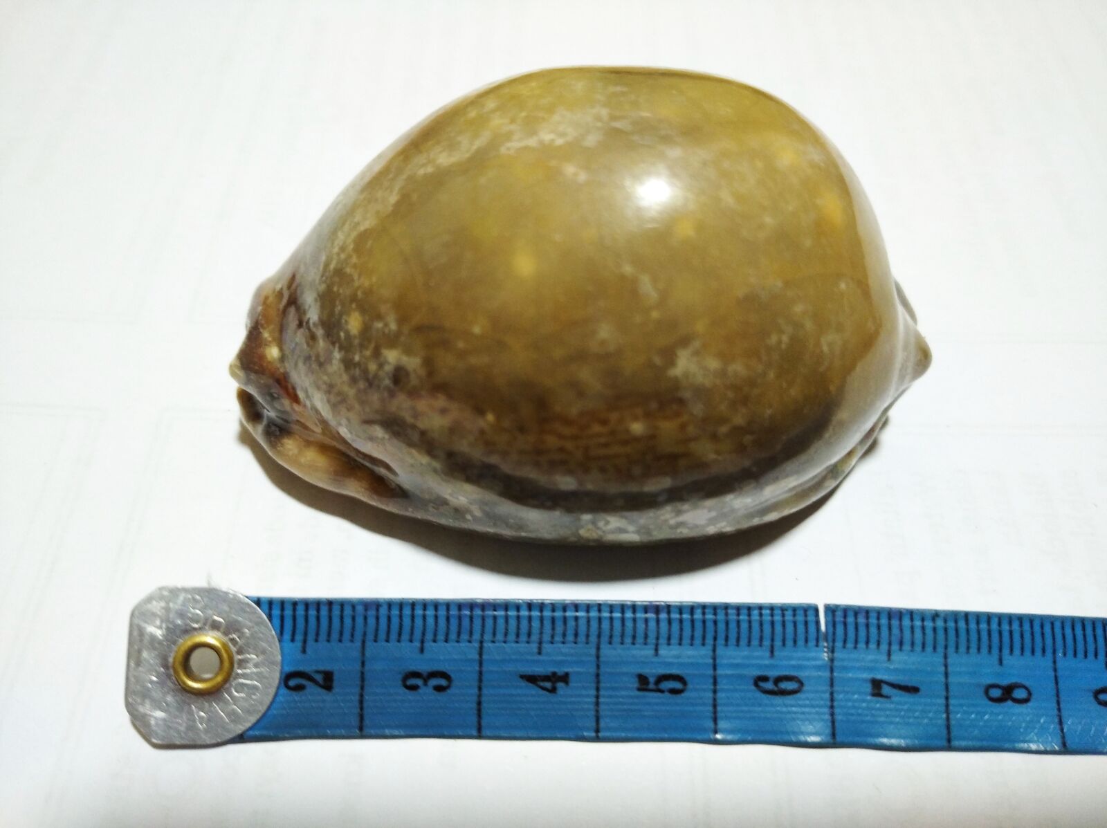 Xiaomi Redmi 8 sample photo. Cypraea, sea, shell photography
