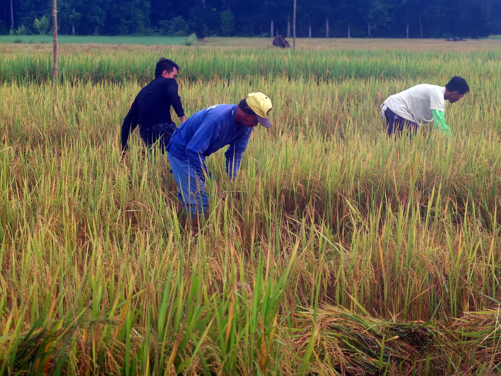 Fujifilm X10 sample photo. People, planting, rice photography