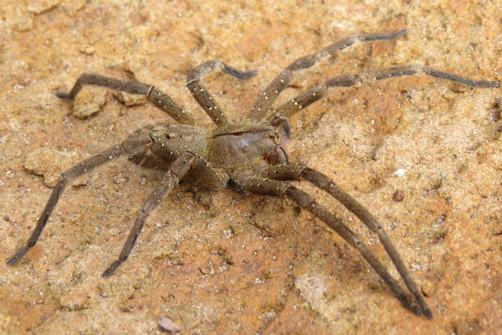 Canon PowerShot SX50 HS sample photo. Spider, insect, arachnid photography