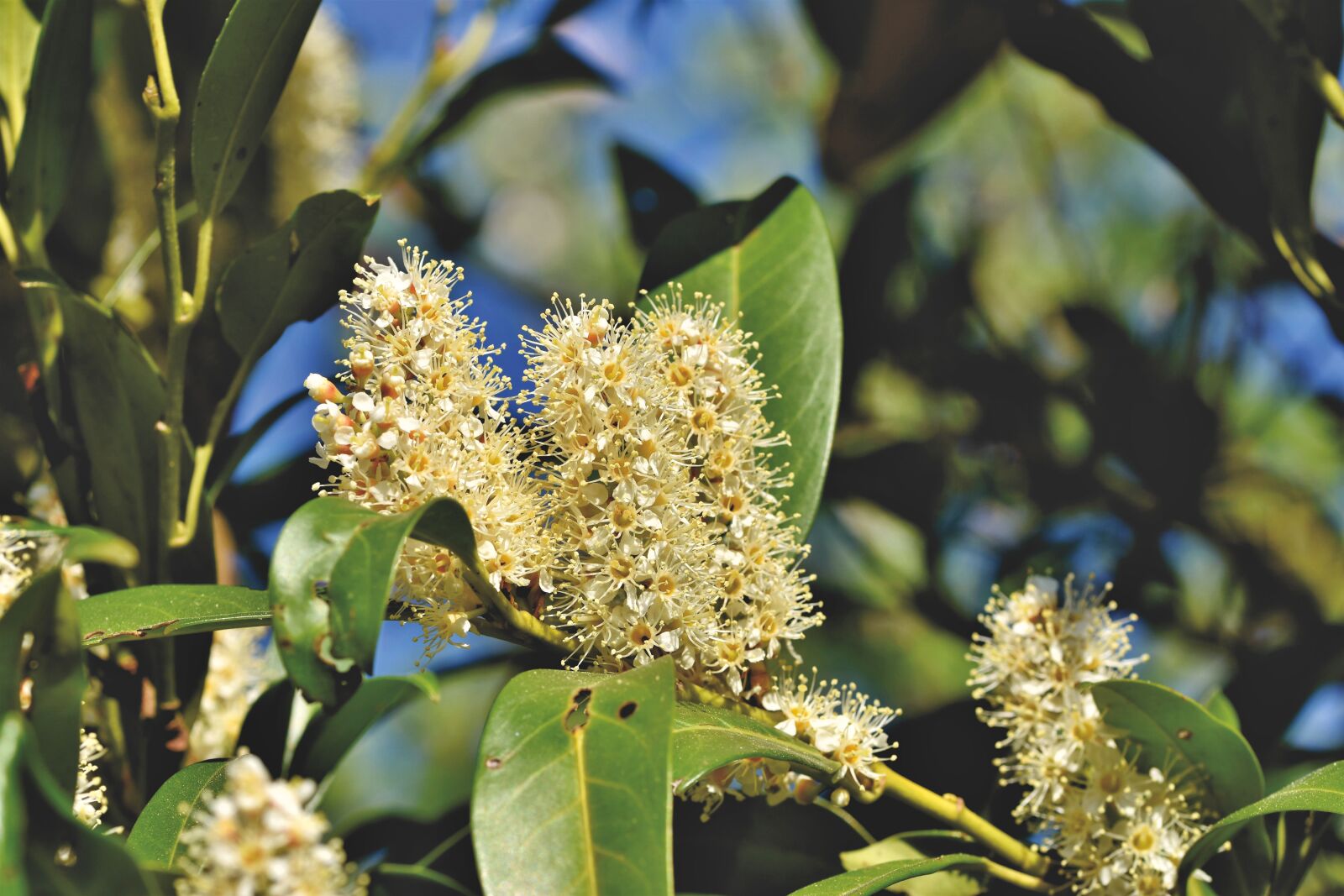 Nikon D7200 sample photo. Cherry laurel, prunus laurocerasus photography