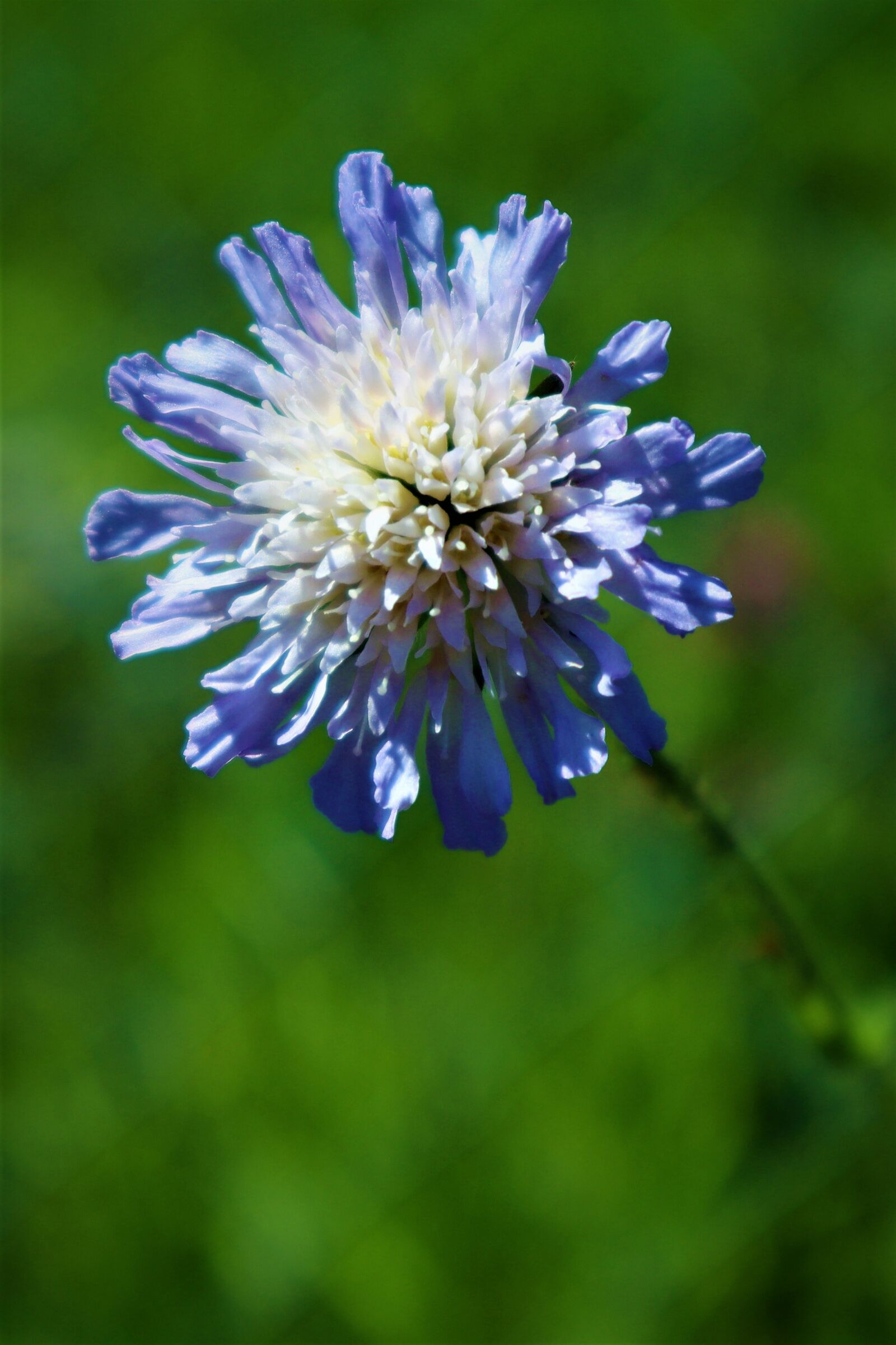 Canon EOS M50 (EOS Kiss M) sample photo. Flower, field scabious, nature photography