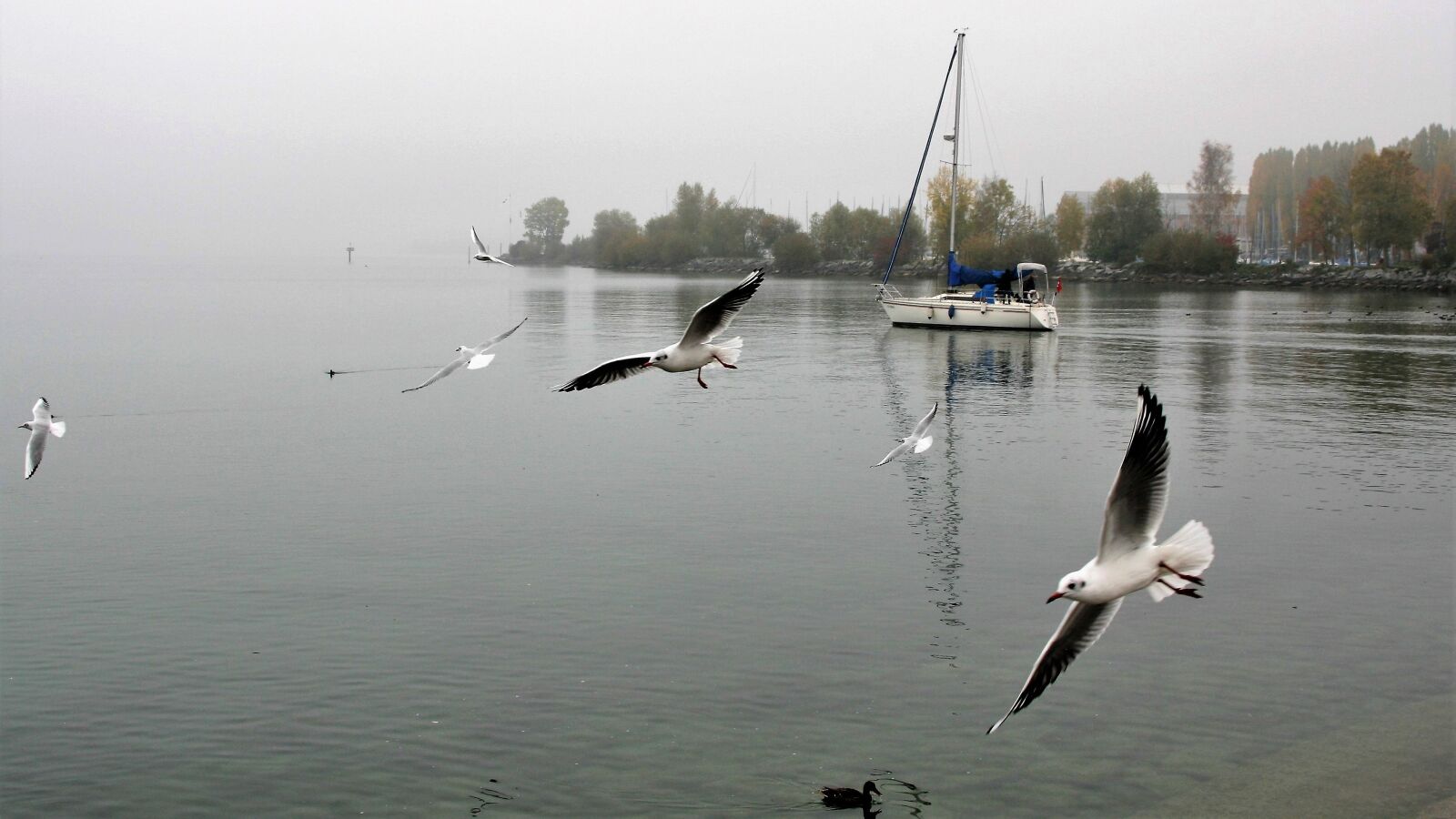 Canon EOS 400D (EOS Digital Rebel XTi / EOS Kiss Digital X) sample photo. Morning, lake, dawn photography