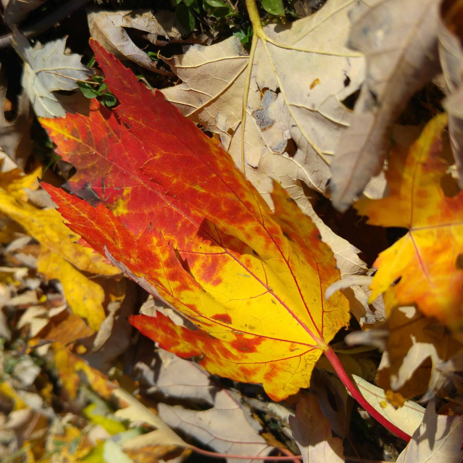 LG G4 sample photo. Autumn, wood, leaf, nature photography