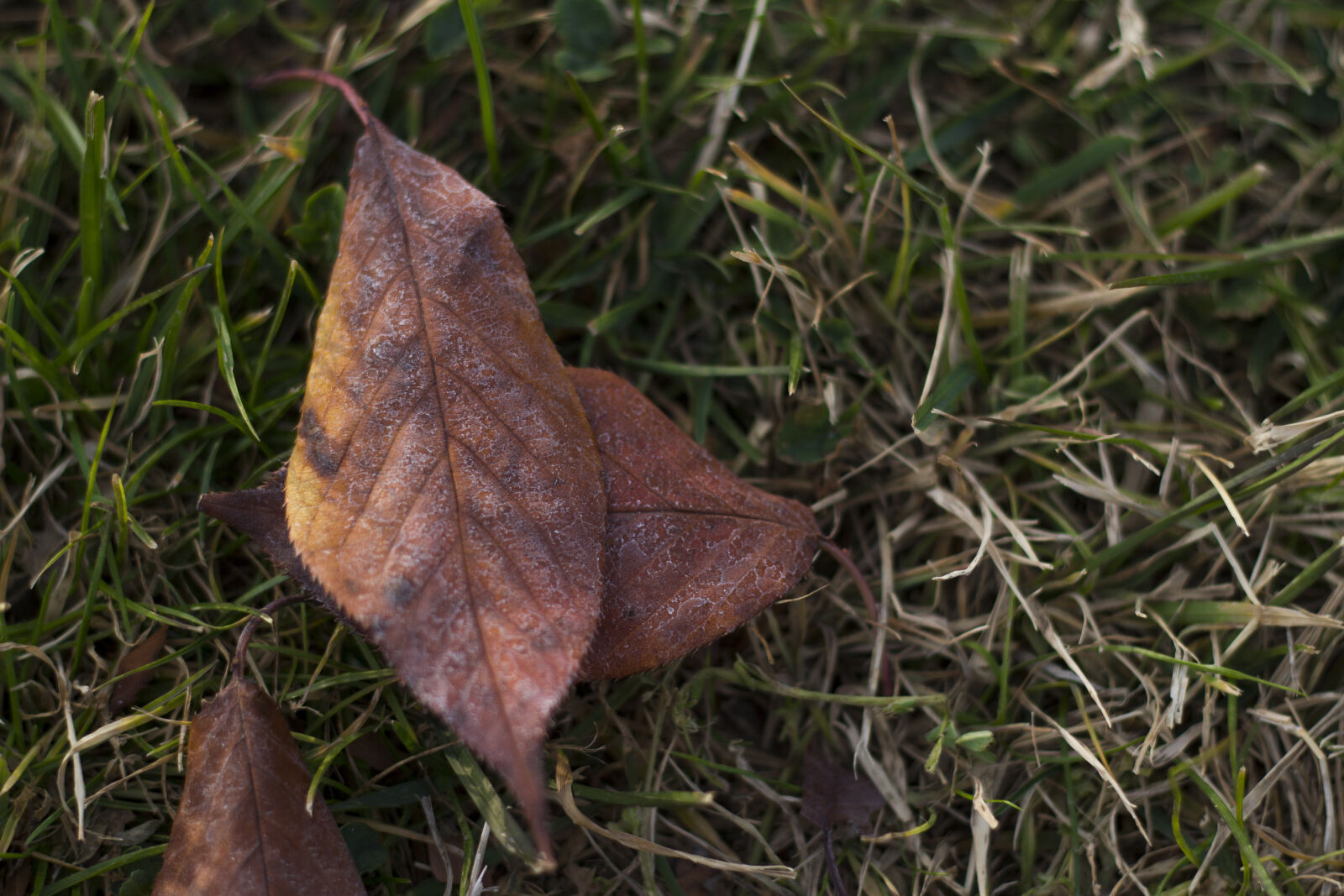 Canon EOS 700D (EOS Rebel T5i / EOS Kiss X7i) + Canon EF 50mm F1.8 II sample photo. Autumn, leaves, grass, leaves photography