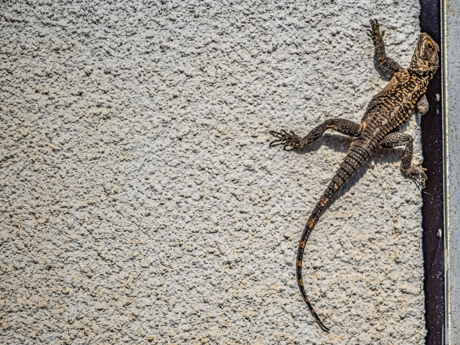 Nikon D3300 sample photo. Lizard, reptile, wall photography