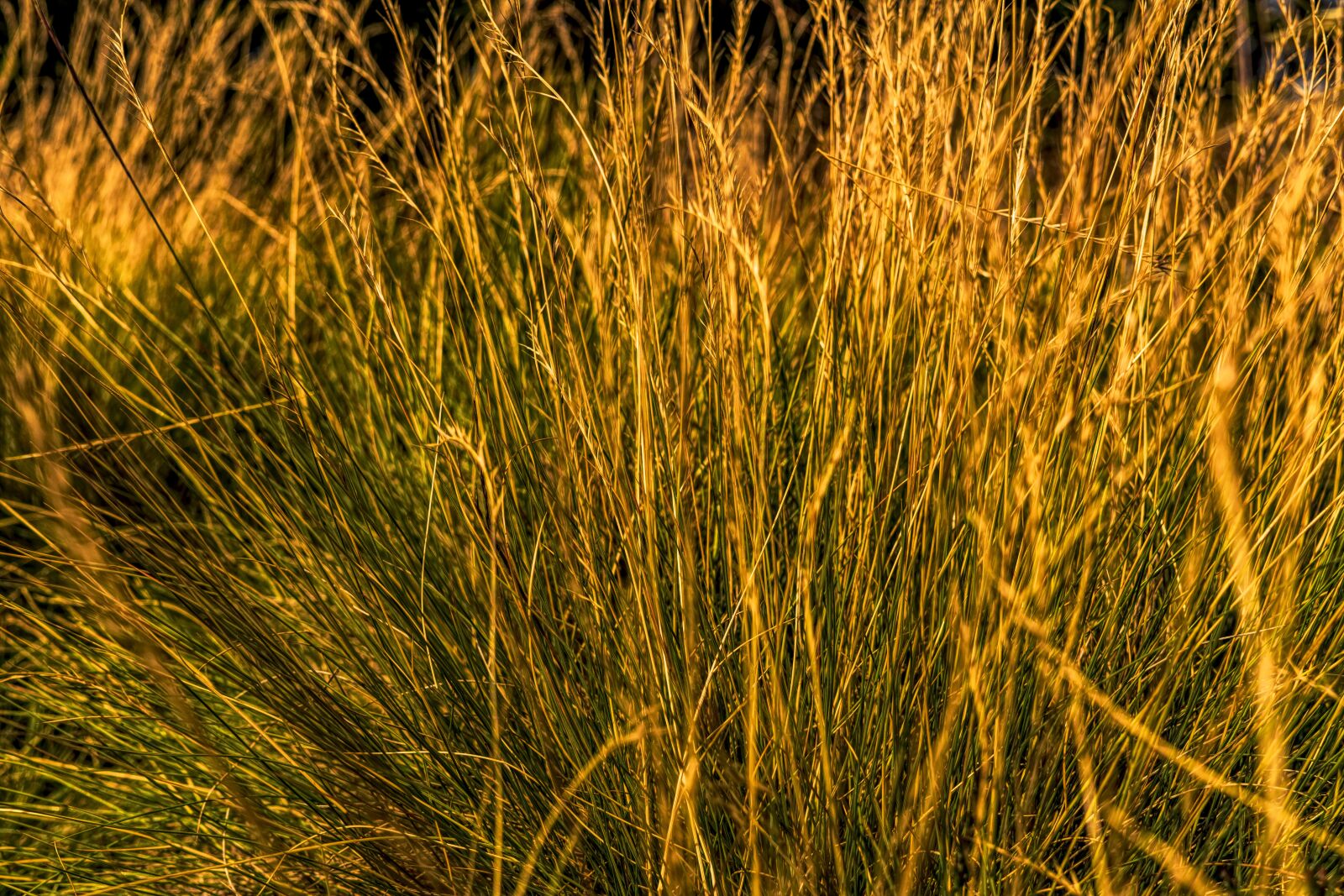 Sony a6300 sample photo. Grass, summer, almgräser photography