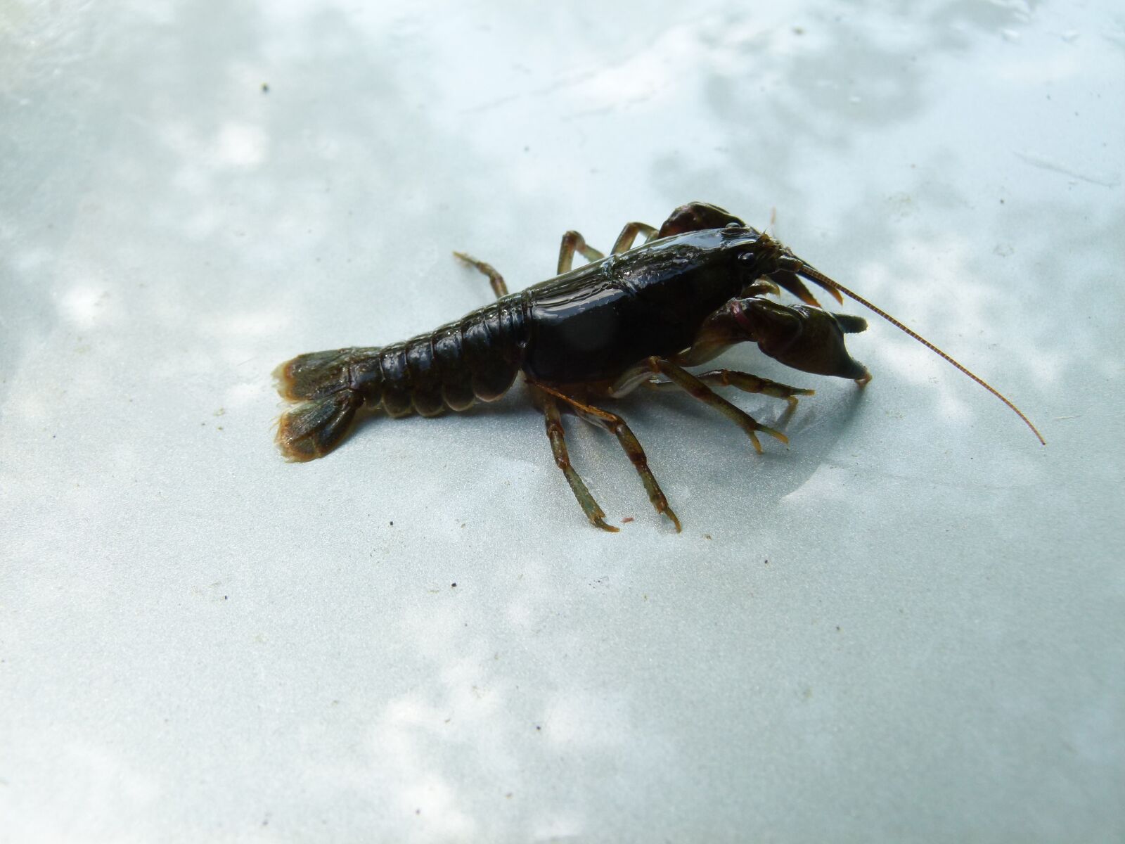 Panasonic Lumix DMC-FZ100 sample photo. Cambarus bartonii, crayfish, appalachian photography
