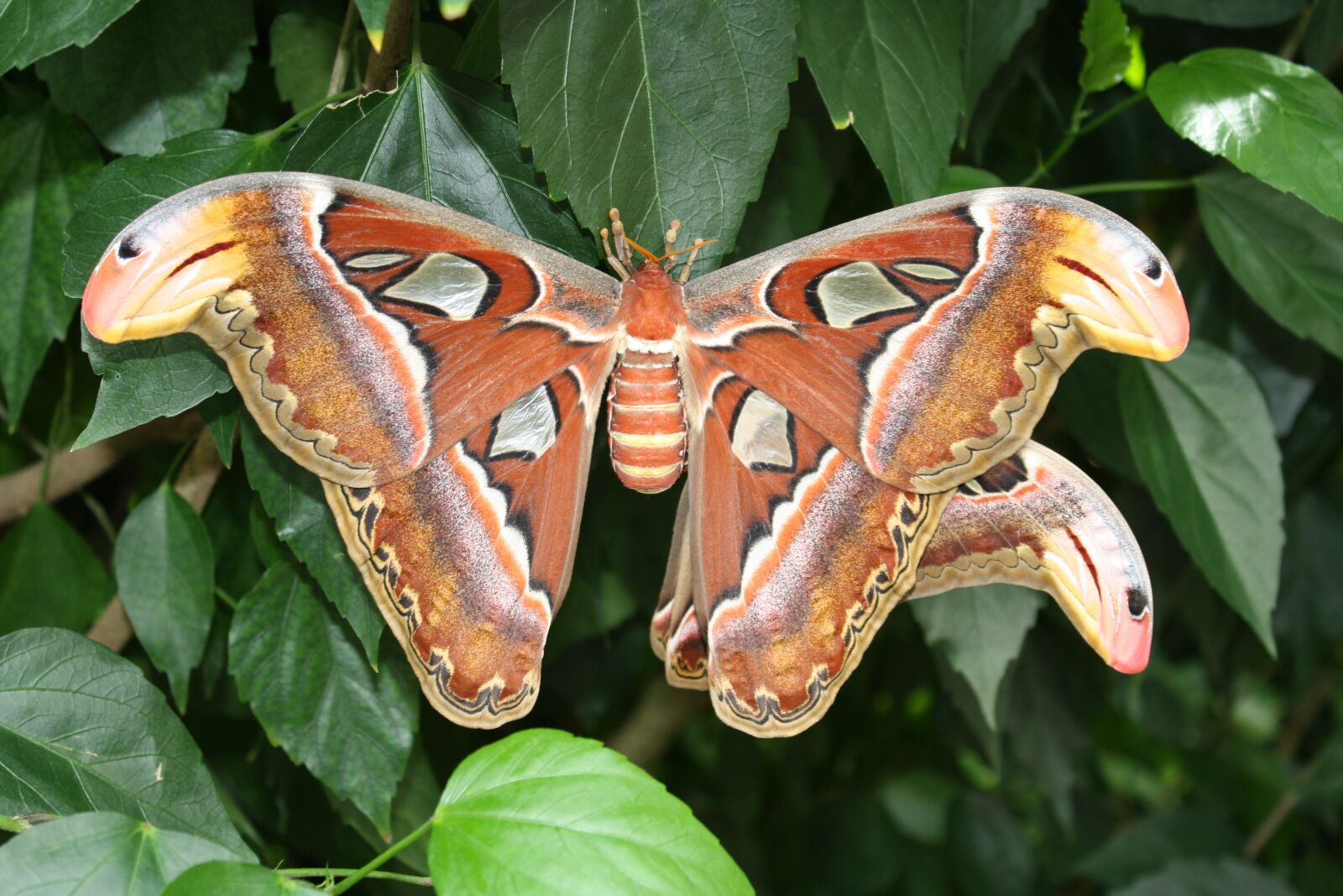 Canon EOS 1000D (EOS Digital Rebel XS / EOS Kiss F) sample photo. Atlas moth, butterfly, insect photography