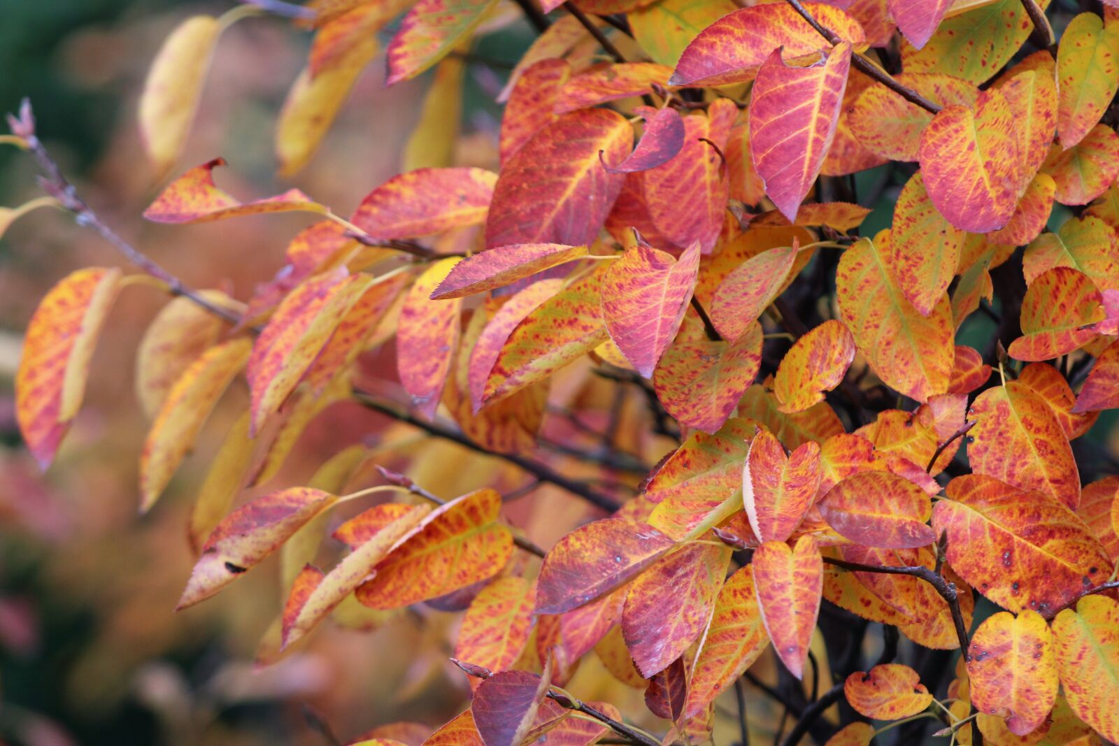 Canon EOS 2000D (EOS Rebel T7 / EOS Kiss X90 / EOS 1500D) sample photo. Leaves, autumn, mood photography