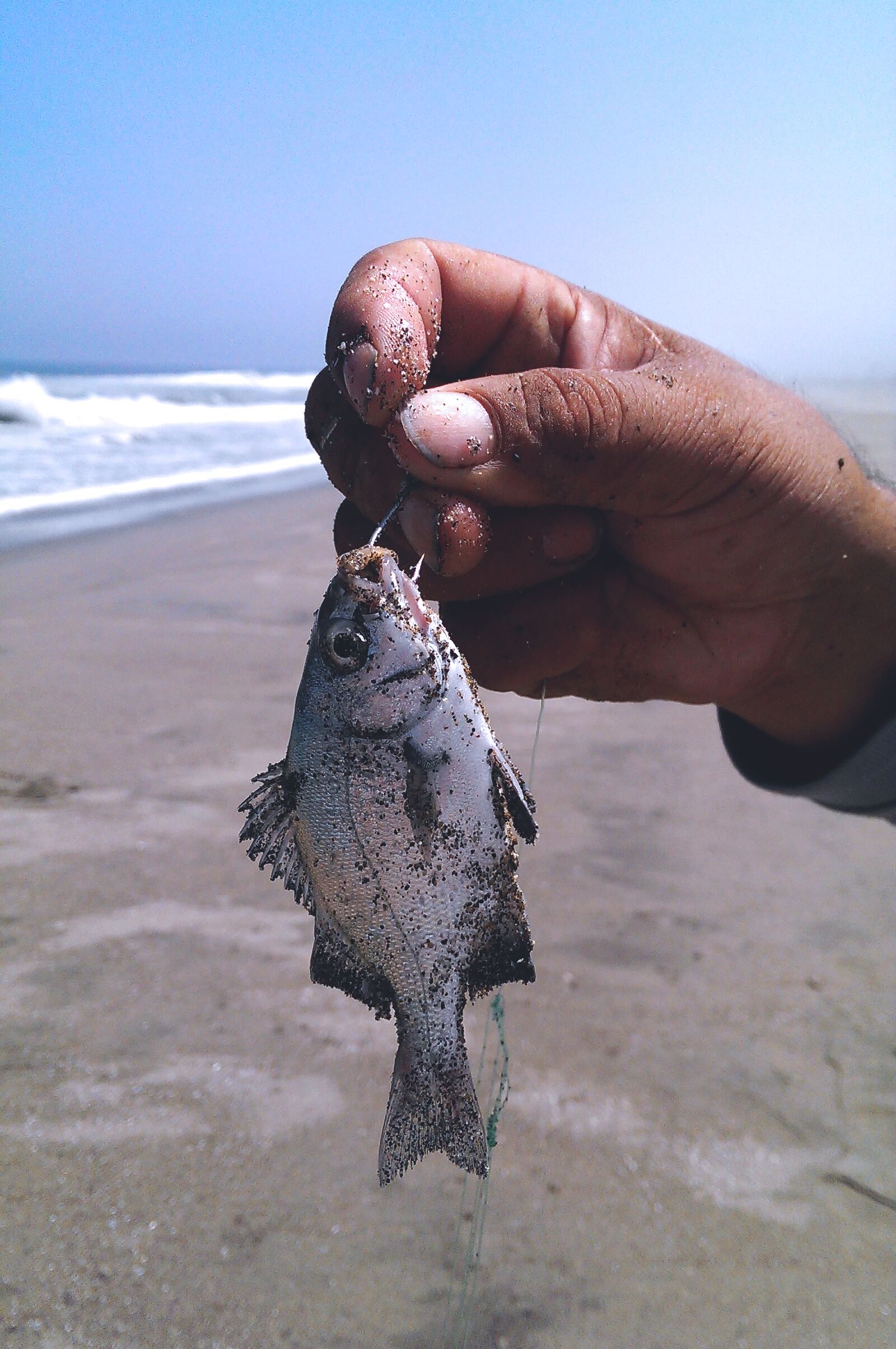 HTC ONE sample photo. Fish, sea, beach photography