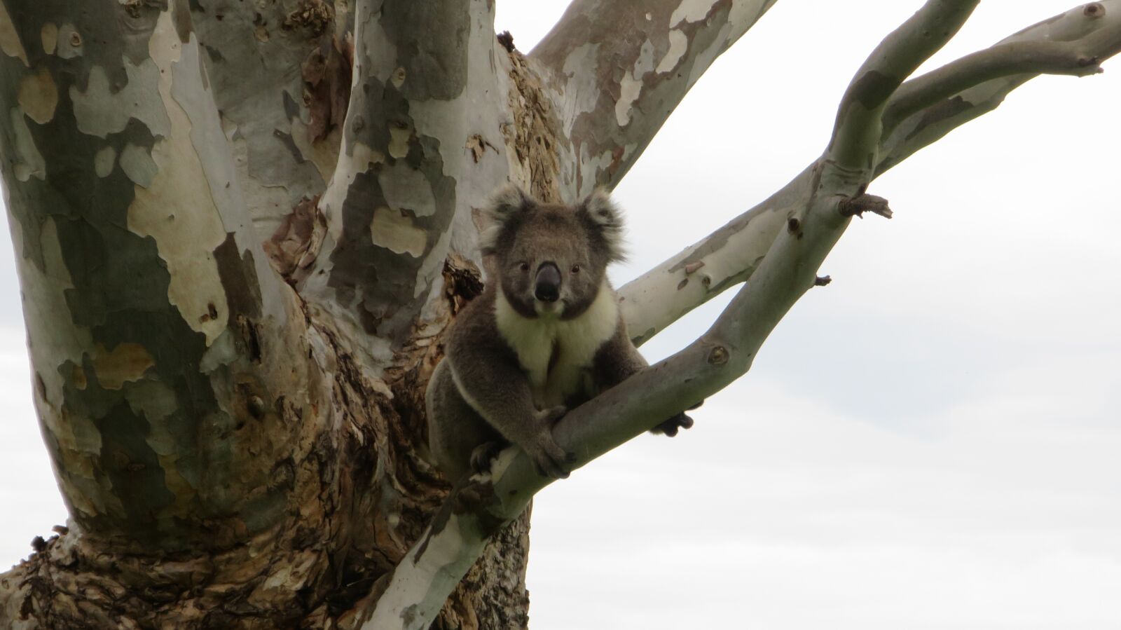Canon PowerShot S120 sample photo. Koala, australia, animal photography