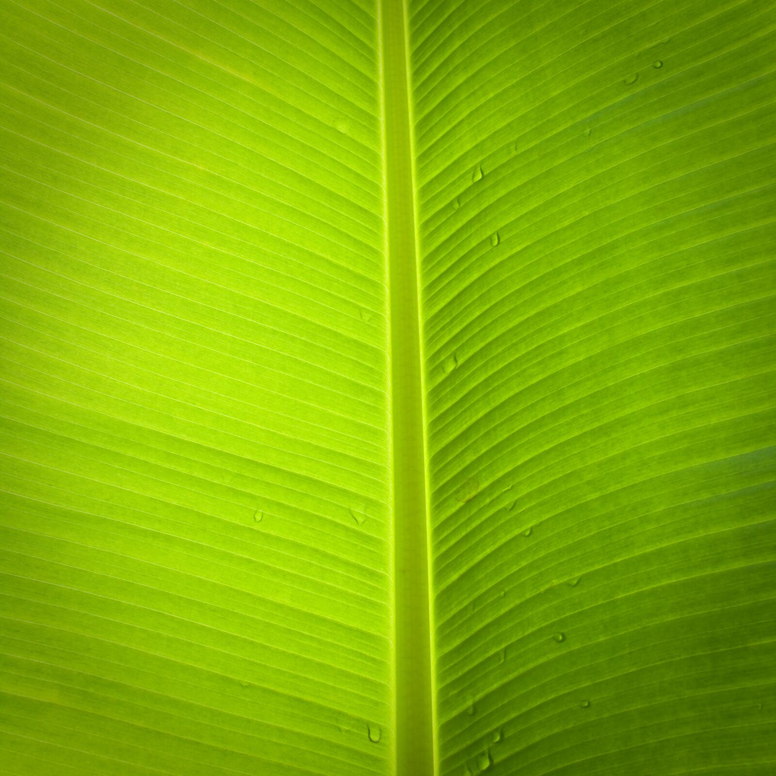 Canon EOS 500D (EOS Rebel T1i / EOS Kiss X3) sample photo. Leaf, banana tree, green photography