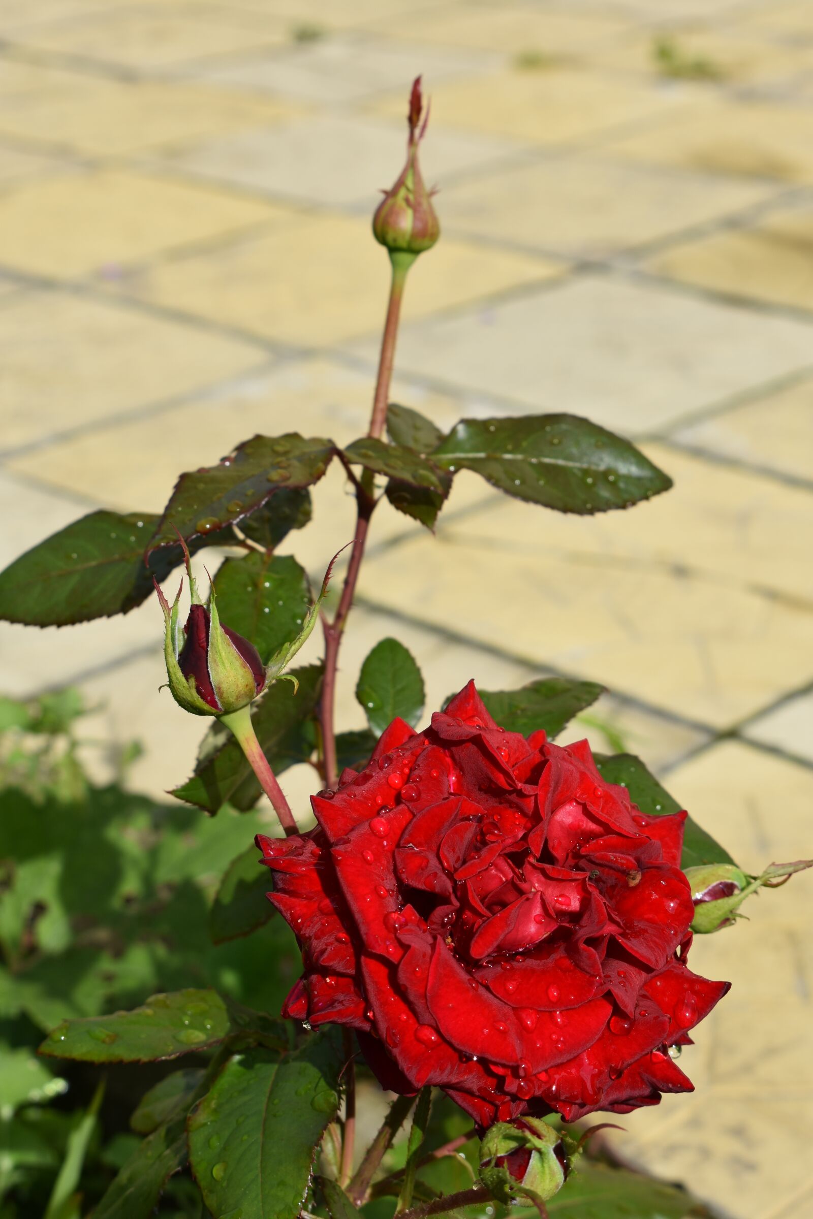 Nikon D3400 sample photo. Rose, red, flower photography