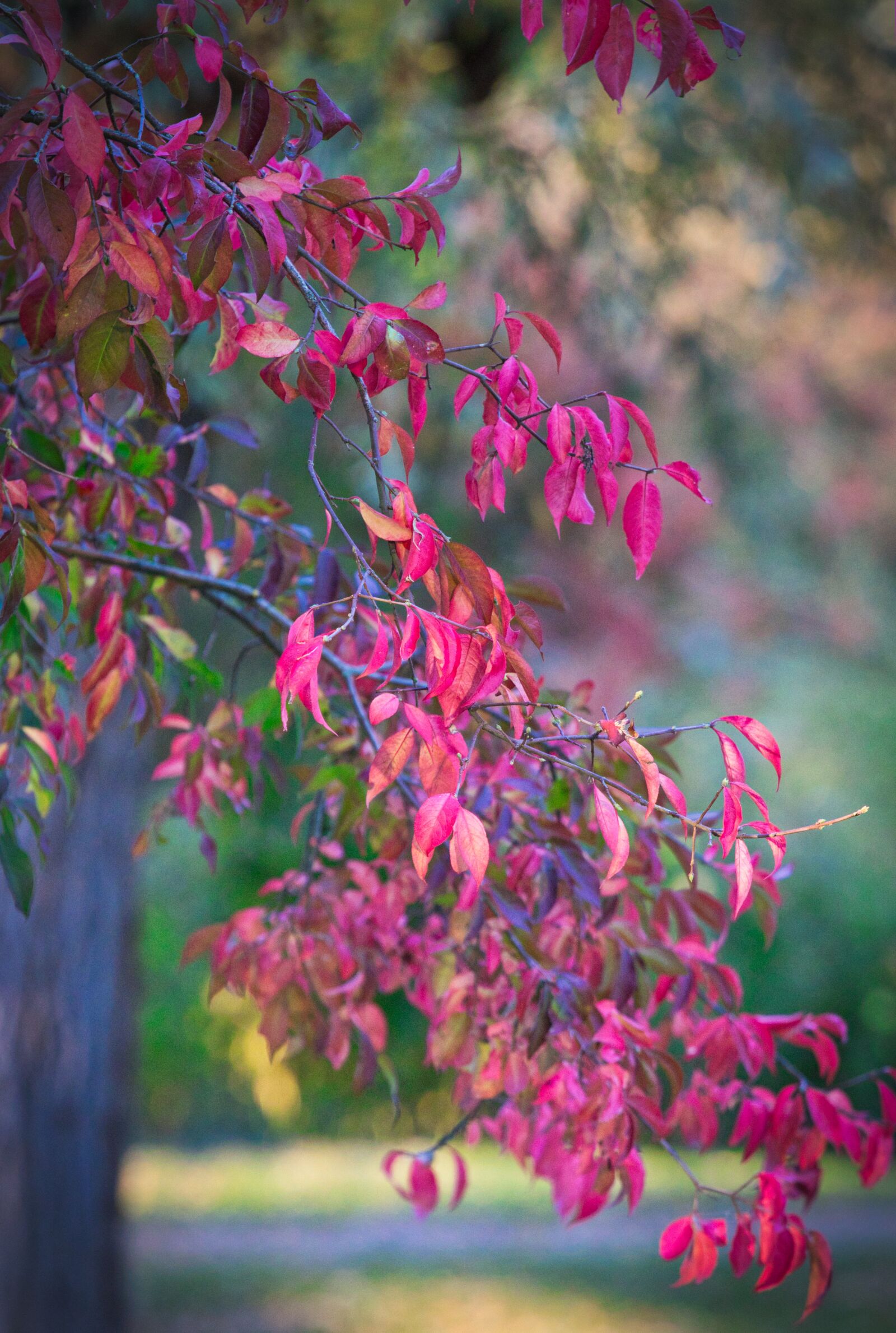 Canon EF 70-200mm F4L IS USM sample photo. Autumn, tree, leaves photography