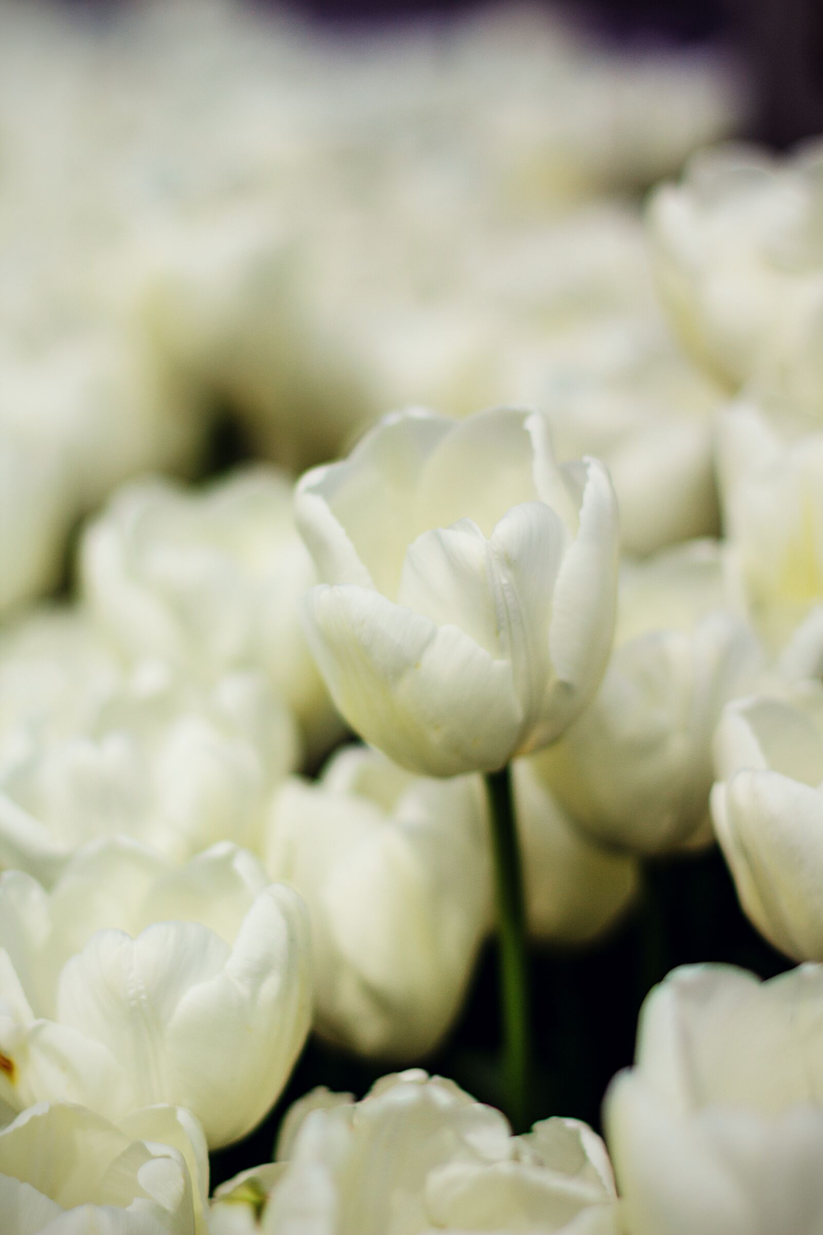 Canon EOS 60D sample photo. Plants, tulips, flowers photography