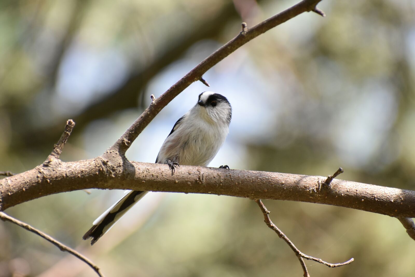 Nikon D7200 sample photo. Animal, forest, wood photography