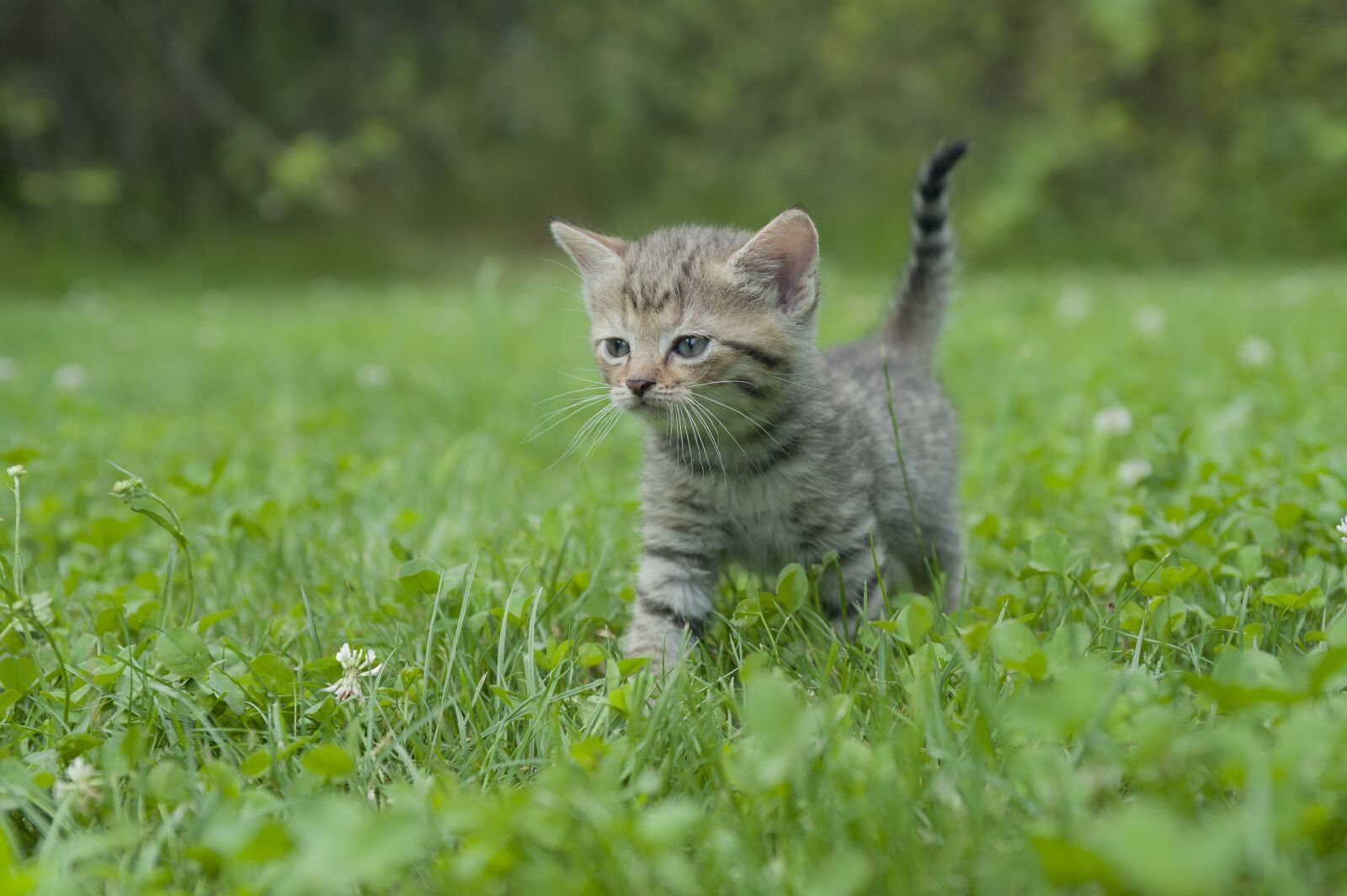 Nikon D700 sample photo. Kitten, cat, tiger cat photography
