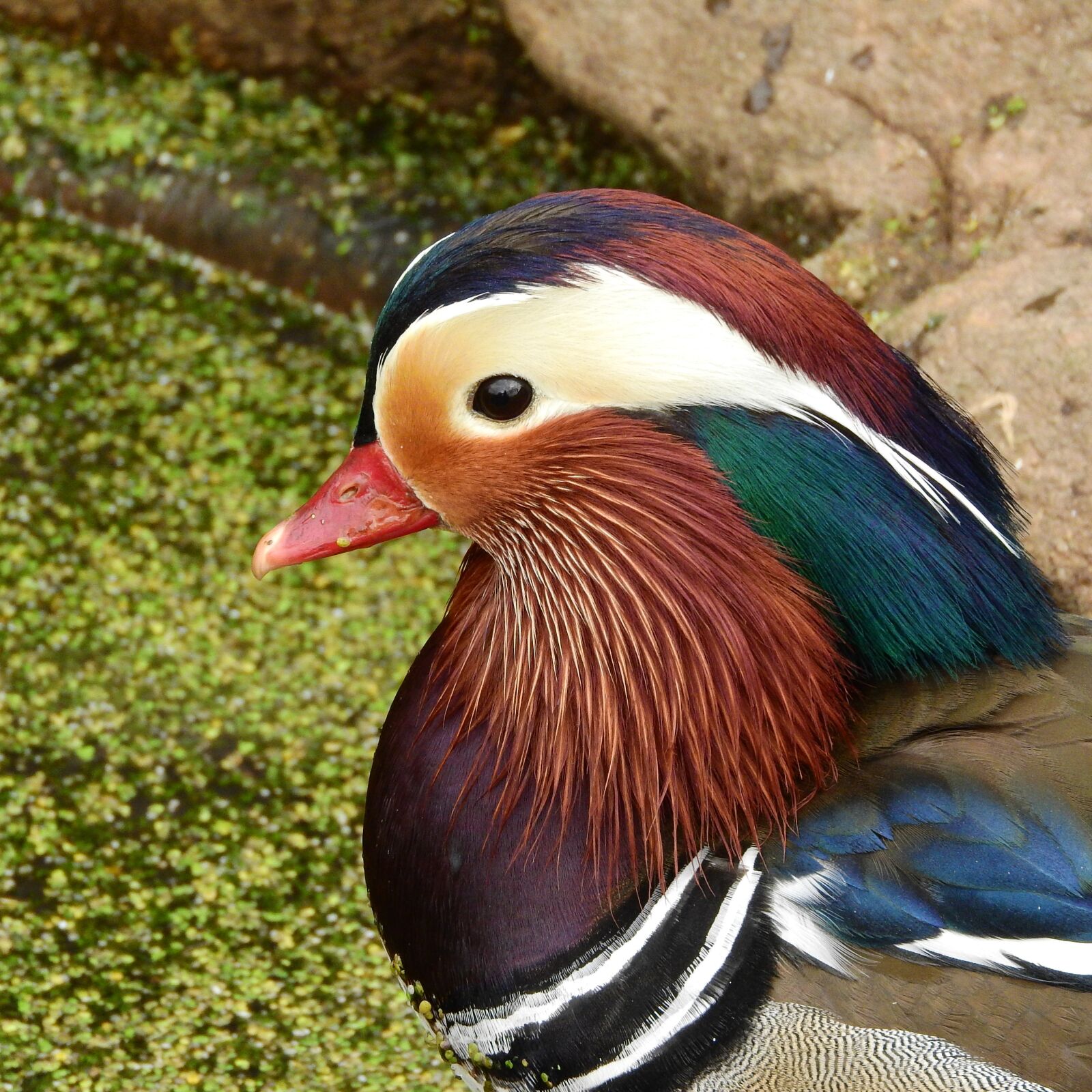 Nikon Coolpix P610 sample photo. Mandarin mandarin, drake, cute photography