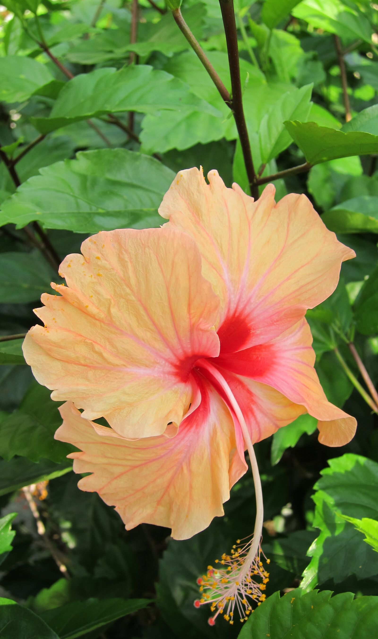 Canon PowerShot S95 sample photo. Hibiscus flower, bloom, blossom photography